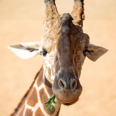 San Antonio Zoo - Spekboom Giraffe Lodge Exterior photo