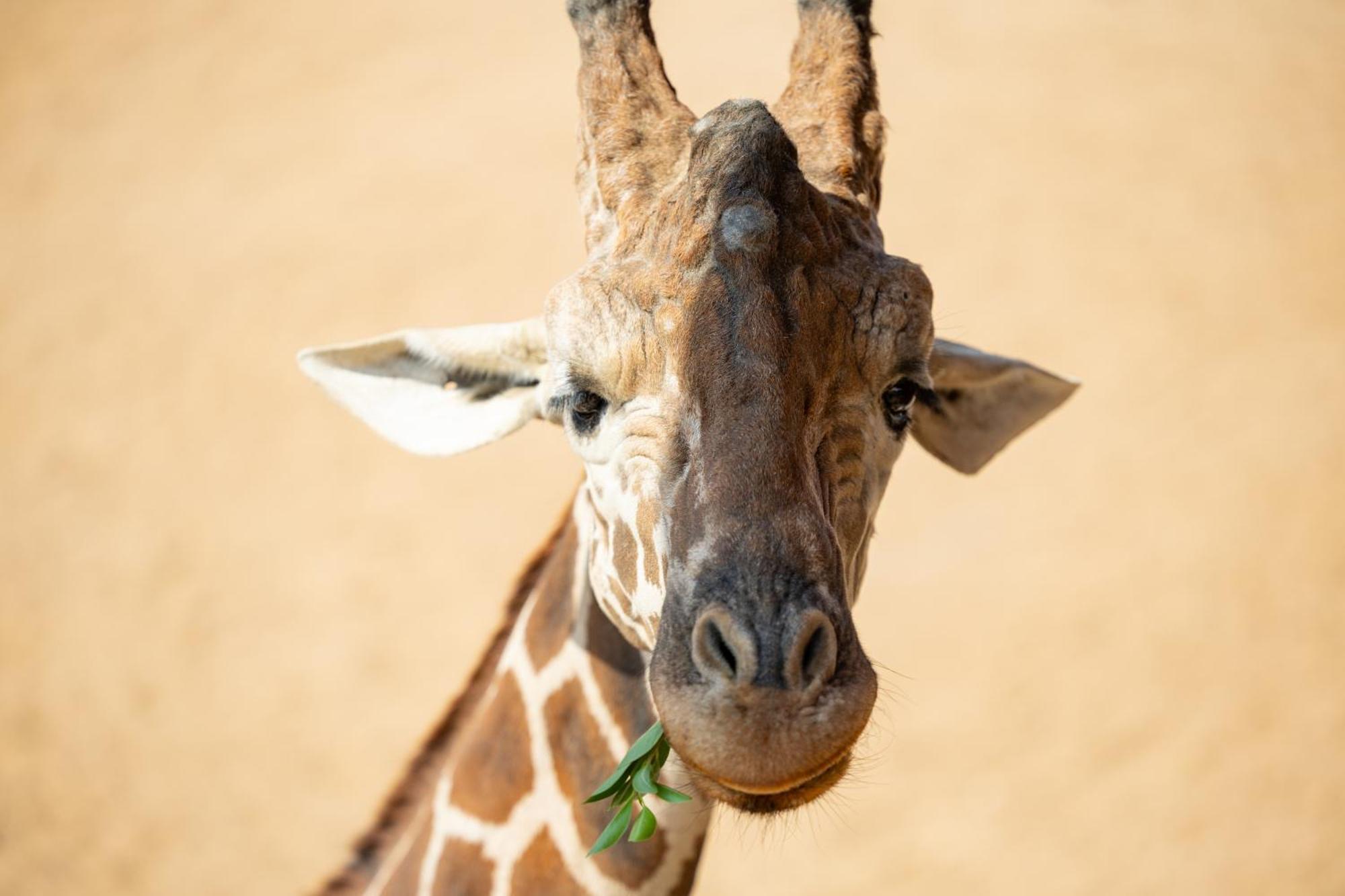 San Antonio Zoo - Spekboom Giraffe Lodge Exterior photo
