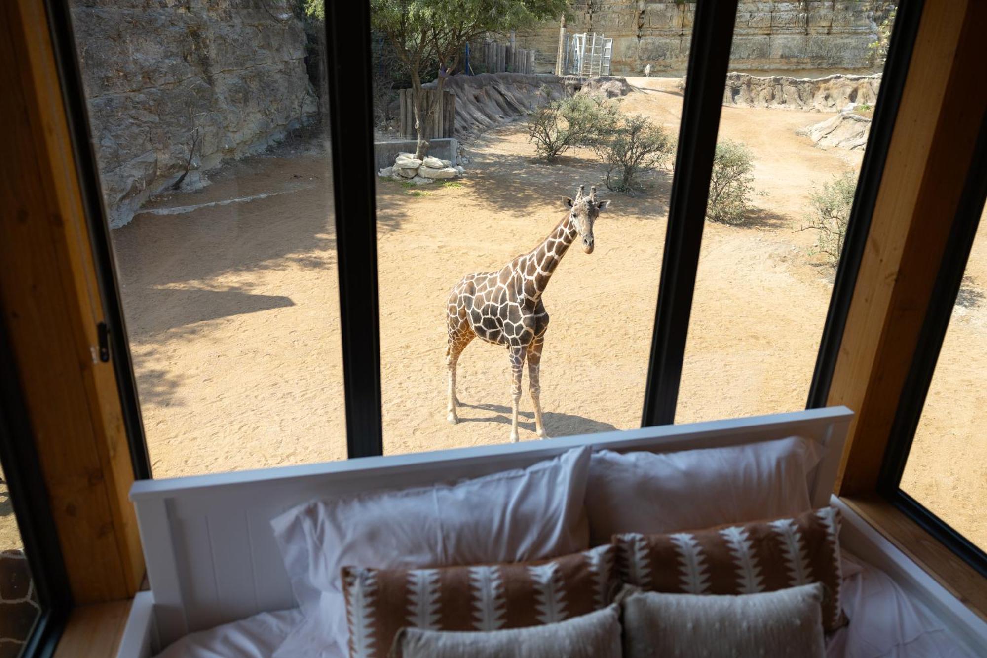 San Antonio Zoo - Spekboom Giraffe Lodge Exterior photo